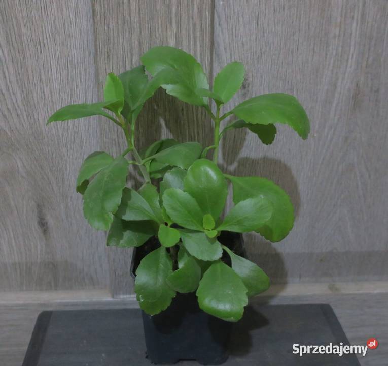 Żyworódka Pierzasta Kalanchoe Pinnata 4 Pruszków