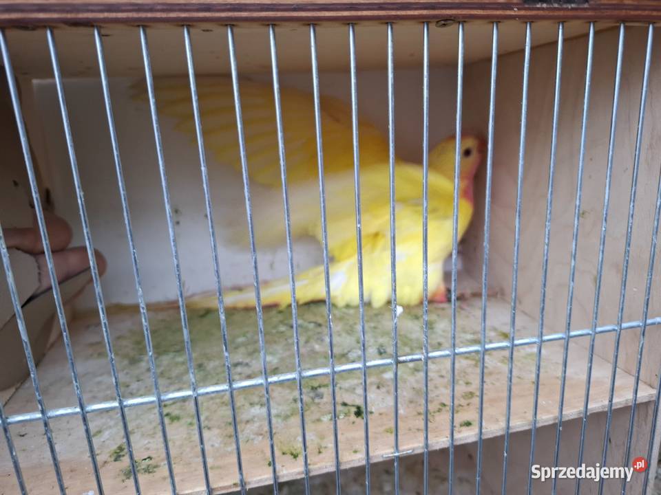 Księżniczka walii Ostrów Wielkopolski sprzedam