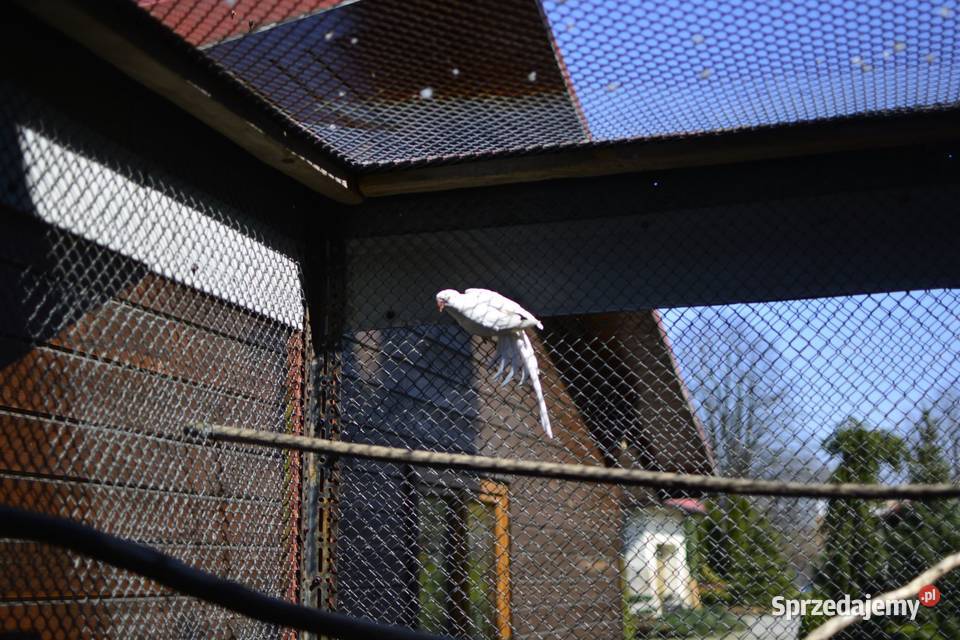 Aleksandreta obrożna samiec podkarpackie Rzeszów