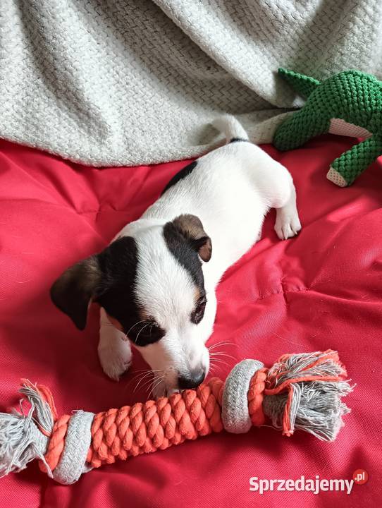 Jack russell terrier ostatnia sunia Częstochowa sprzedam
