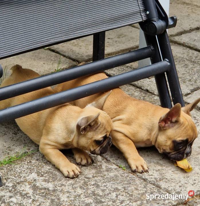 Buldog francuski suczka WIKI ZKwP FCI 3 miesiące Zwierzęta Świdnik