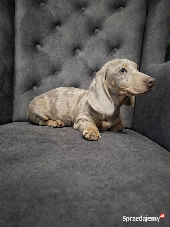 Jamnik lilac merle Żyrardów