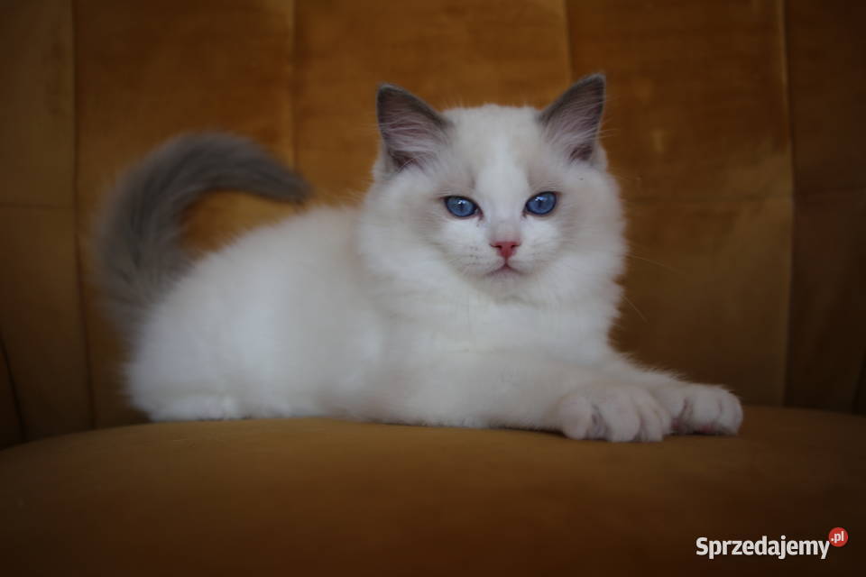 Kocurek Wedel Ragdoll z hodowli Castillo Cat Ragdoll Gorzów Wielkopolski