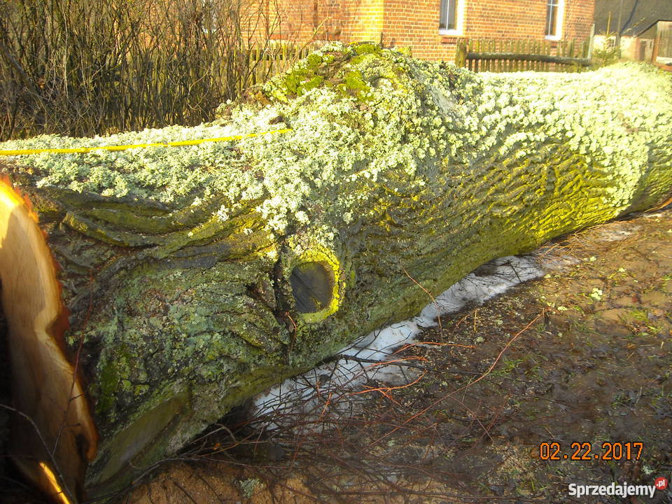 Dąb kłoda 11 m średnicy Pozostałe Jaroszewy