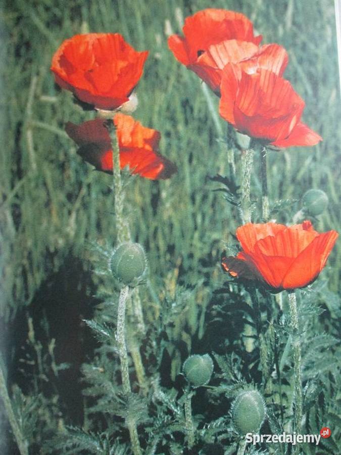 Leksykon roślin ozdobnych i użytkowych leksykon Poradniki, albumy i reportaże Łódź sprzedam