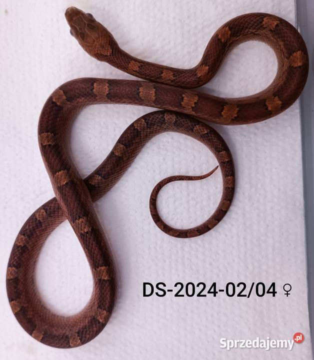 Węże zbożowe Bloodred 66het Amel Hypo Rybnik sprzedam