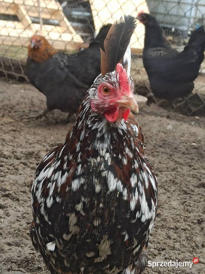 Jaja lęgowe kur mix ras zagrodowe teczanka Rolnictwo sprzedam