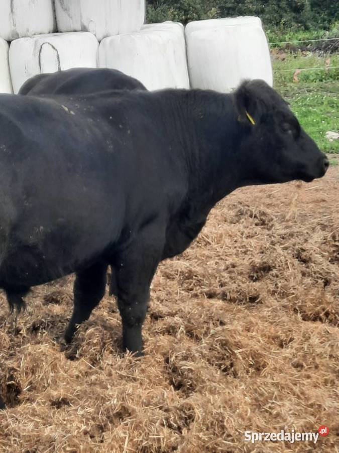 Angus czarny 100 pod oceną byk rozpłodnik buhaj Szlatyn sprzedam