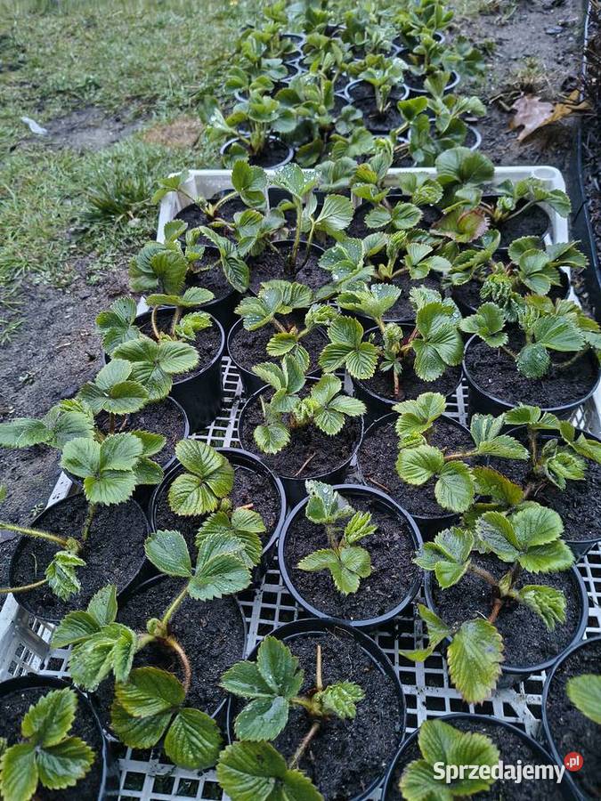 Sadzonki Truskawek 100 Ekologiczna uprawa w Pozostałe