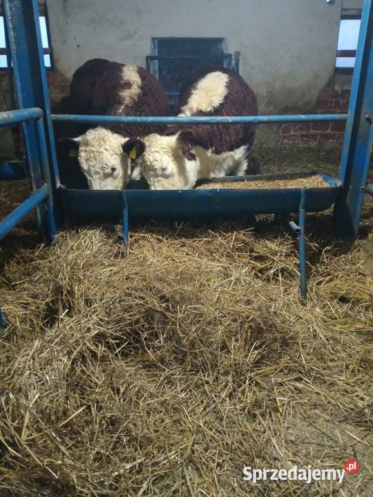 Sprzedam jałówki cielne hereford Brodnica