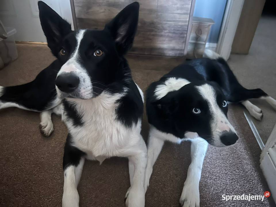 Border Collie Nie Spotykane w Polsce dolnośląskie