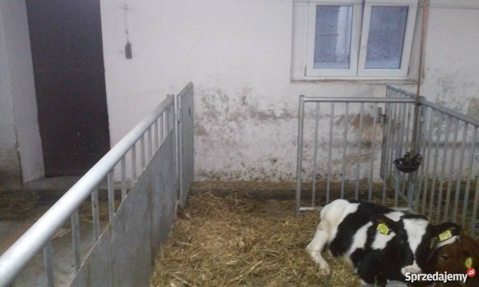 stanowiska wygrodzenia kojce bydła opasów cieląt Pogorzela