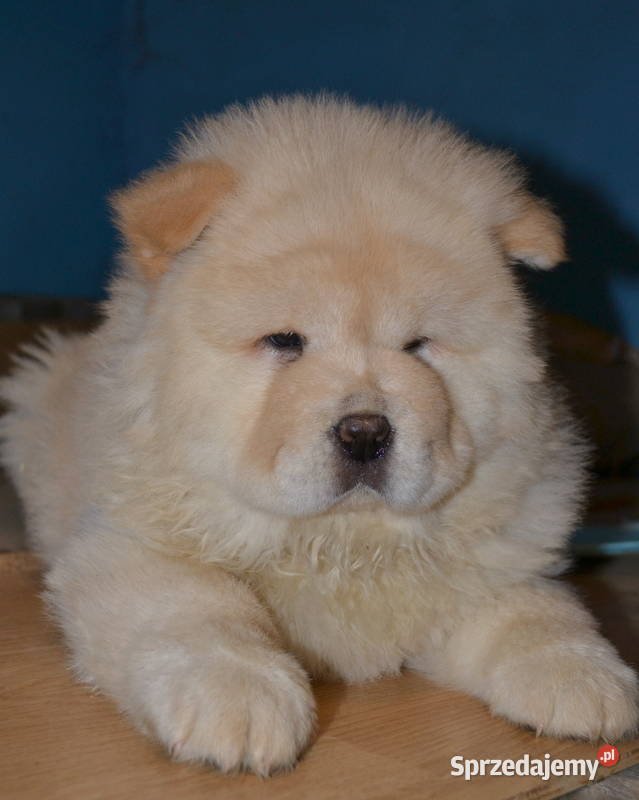 CHOW CHOW CZAU CZAU ŚLICZNE SUCZKI Janinów