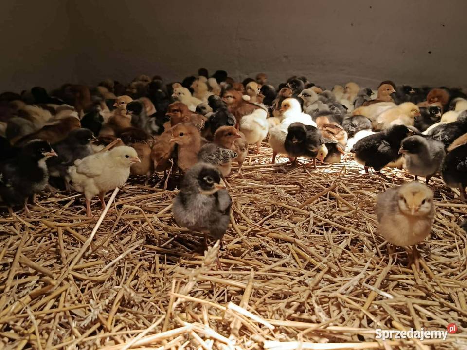 Kurczęta same kurki green shell marans małopolskie sprzedam