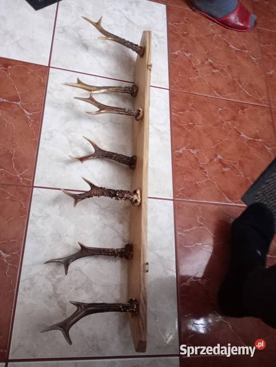 Poroże jelenia Kolekcje Pelagia