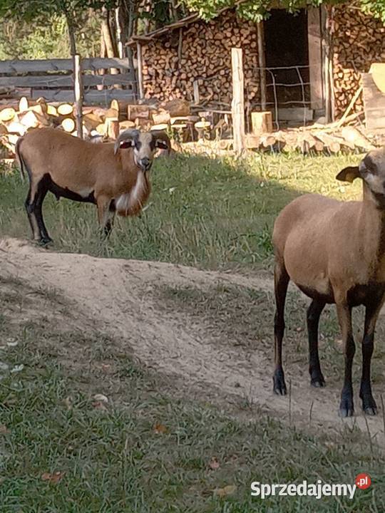 Sprzedam barany kameruńskie