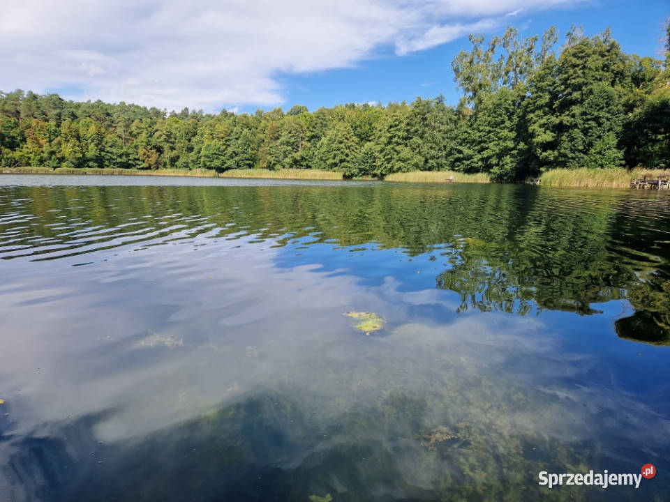 działka rekreacyjna jeziorem Sprzedaż wielkopolskie Lubasz sprzedam
