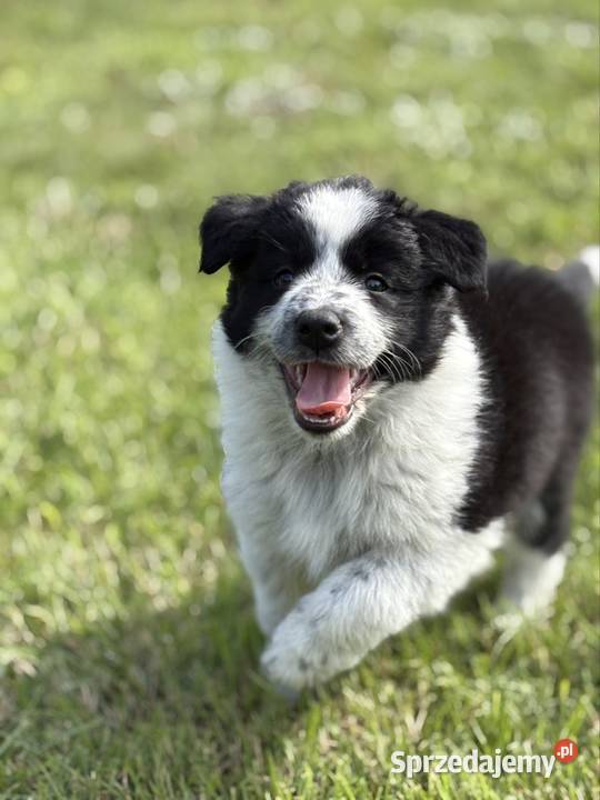 Border Collie czarnobiała suczka Zwierzęta Dylów A sprzedam
