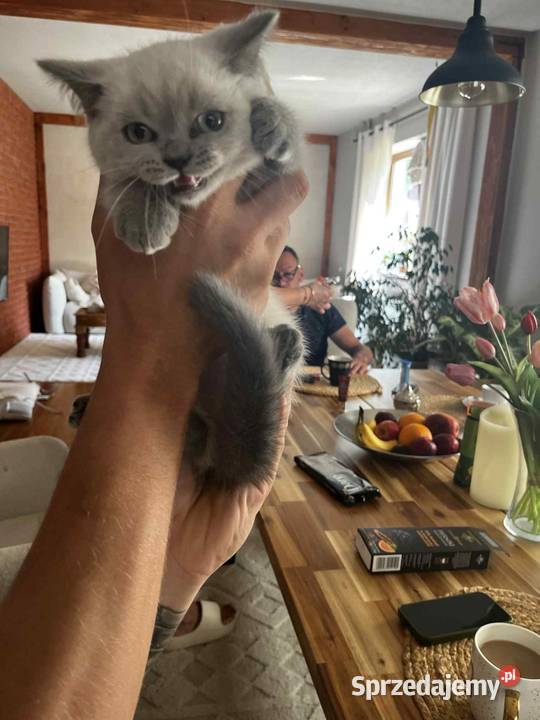 Przepiękne kocięta brytyjskie Point A33 Zwierzęta Wieprzec sprzedam