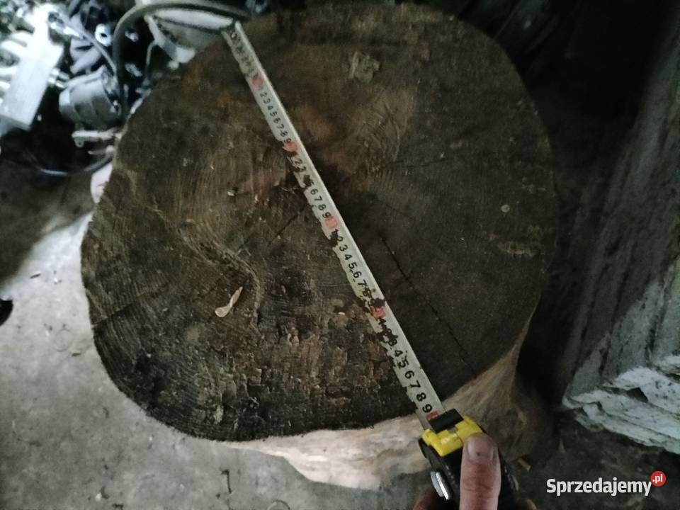 pień sosny dóży lubelskie Kamień