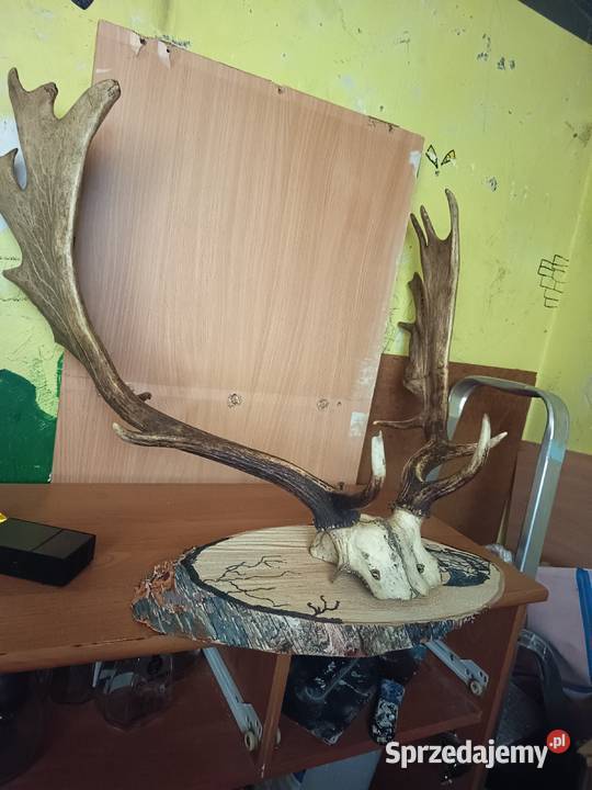 Sprzedaję poroże z Daniela odbiór osobisty Chocianów