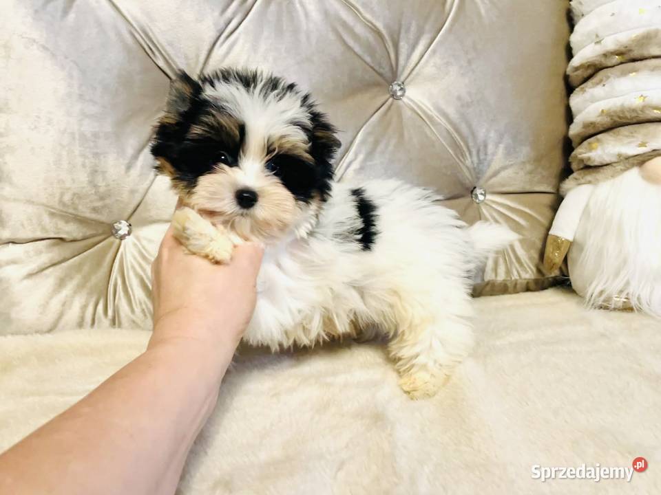 York Biewer cudeńko z Bajki Do odbioru Wrocław