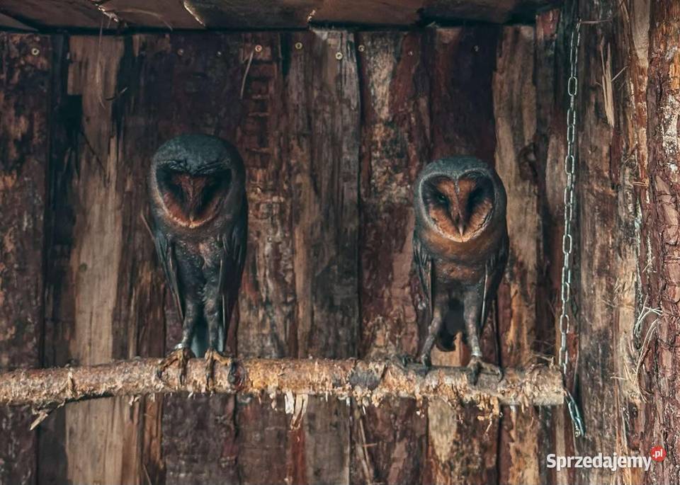 Sowa Płomykówka Czarna Tyto Alba Melanica Black Marklowice Górne