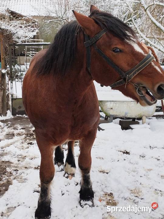 Sprzedam konia Konie Ostrów Lubelski