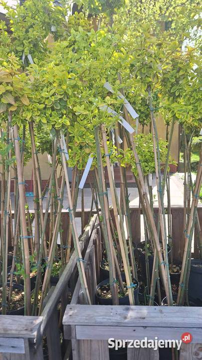 Trzmielina Pa Detal 80 Grójec