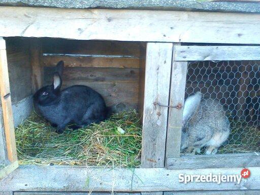królika rasy Belgijski Olbrzym Jarocin