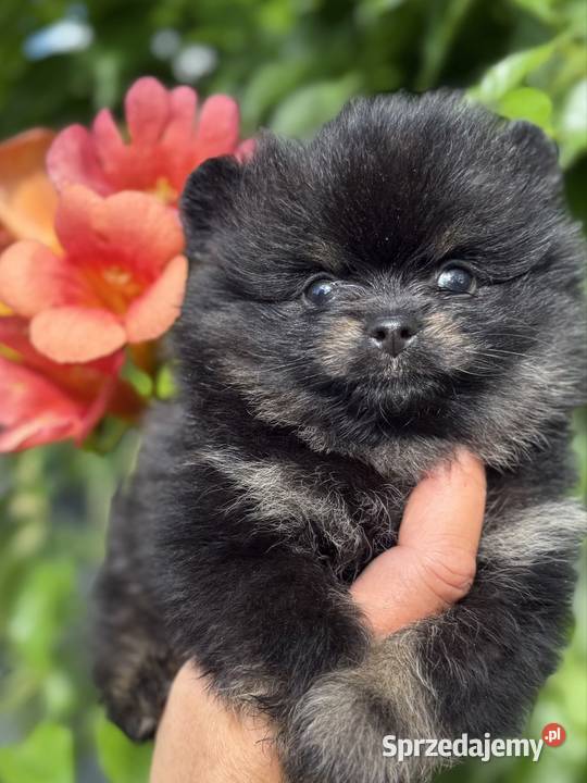 Szpic miniaturowy Pomeranian Gorzów Wielkopolski sprzedam