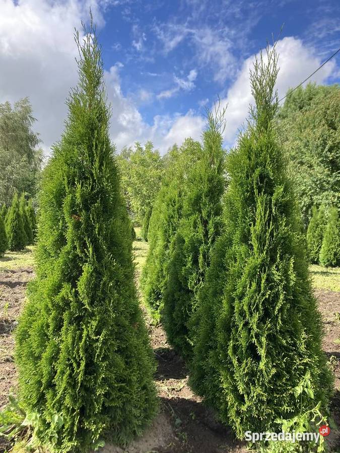 TujaThujaTuje Szmaragd 140210 Rypin