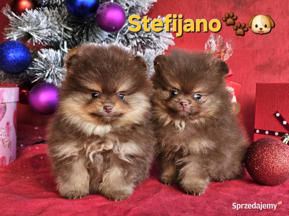 Pomeranian Boo Szczenięta w kolorze CHOCOLATE Walentynów