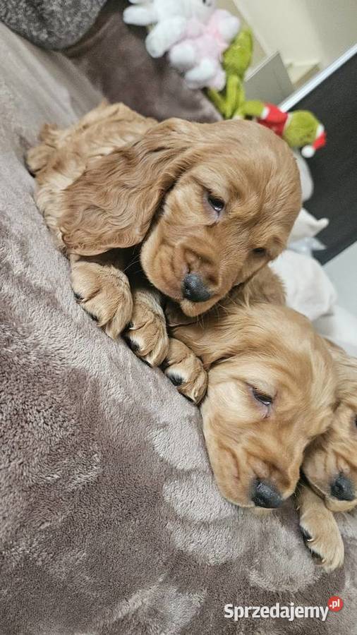 Cocker Spaniel szczeniaki Busko-Zdrój