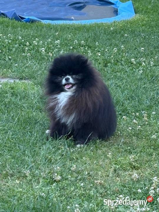Szpic pomeranian Karl sprzedam