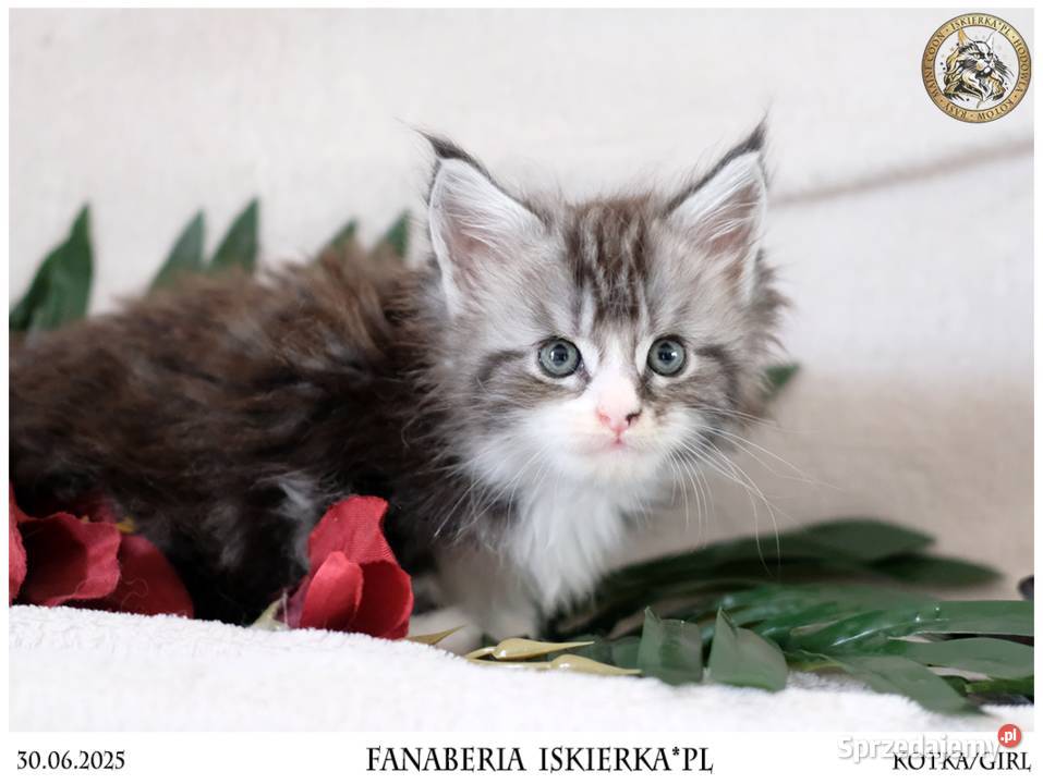 Srebrzysta kotka o pięknym kontraście maine coon Warszawa sprzedam