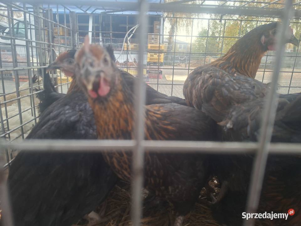 Kury nioski Rosa Dominant Leghorn Lohmann sprzedam