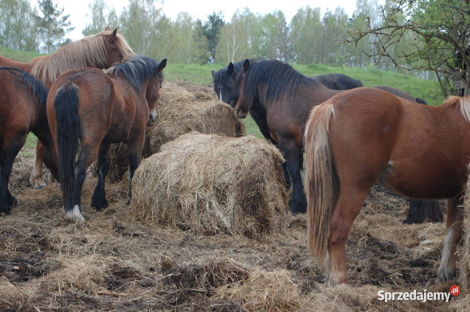 klacze zimnokrwiste Giby sprzedam