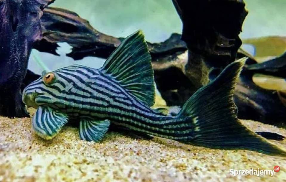Glonojad L190 Panaque nigrolineatus ODŁÓW XL pomorskie Gdańsk
