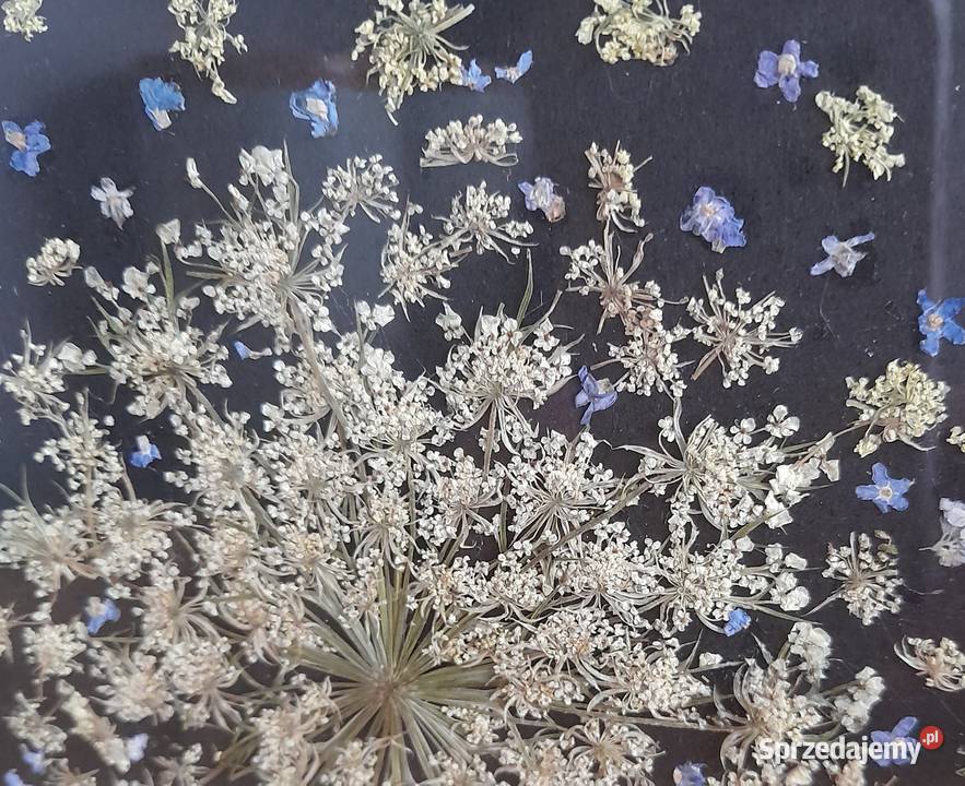 Obraz Kwiatowy Kompozycja Niezapominajki w Rotmanka