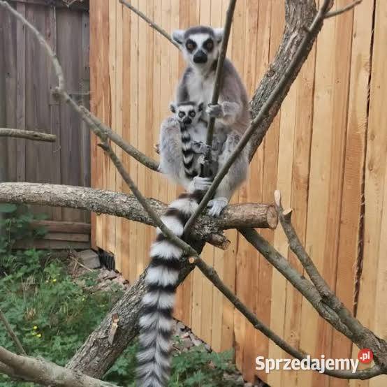 Lemury z Madagaskaru Świdnica sprzedam