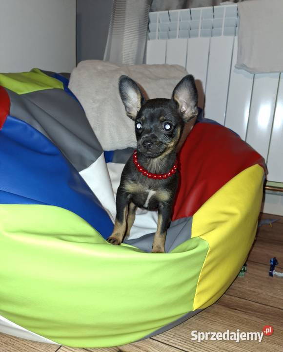 Migotka sunia ratlerek miniaturka Jasło