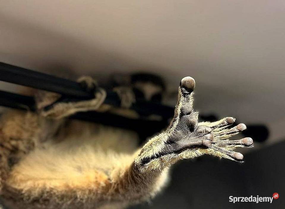 Oswojone Lemury Katta łac Lemur Catta piękne Katowice
