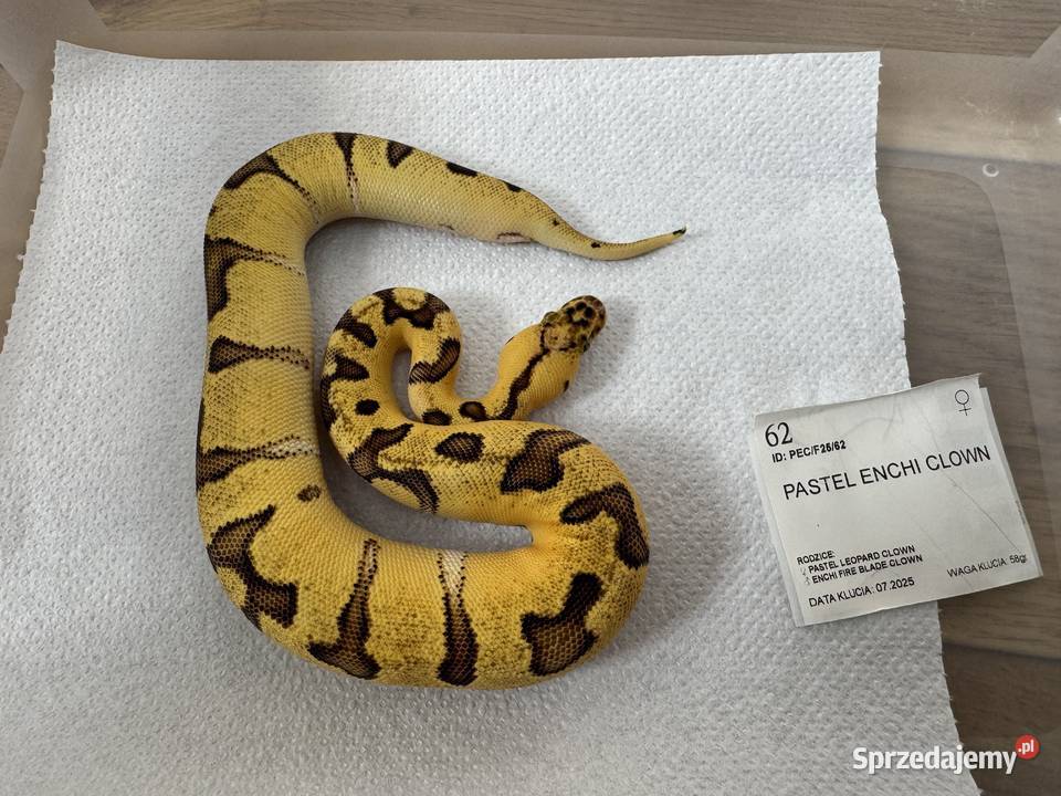 Python Królewski Regiusy młode z 2026r Gady i płazy kujawsko-pomorskie Bydgoszcz