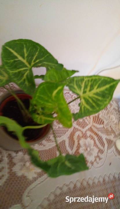 35 Kwiaty doniczkowe Syngonium podophyllum Arrow Warszawa