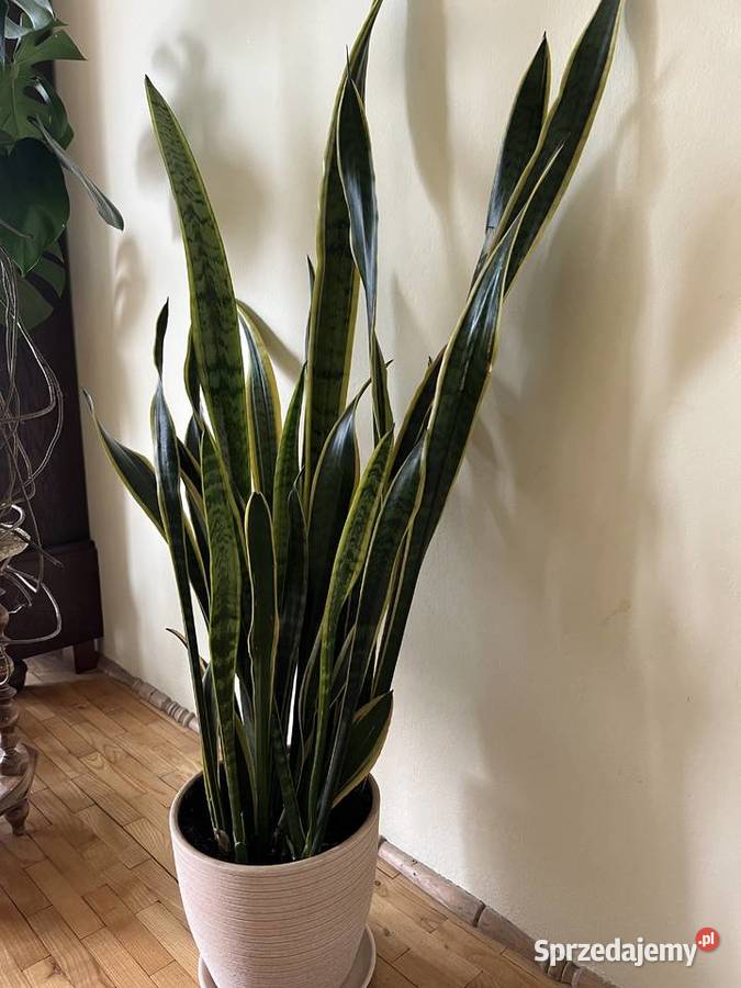 Sansewiera duży kwiat w donicy sprzedam