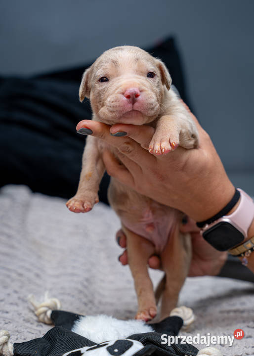 American Bully XL Pozostałe Tarnów