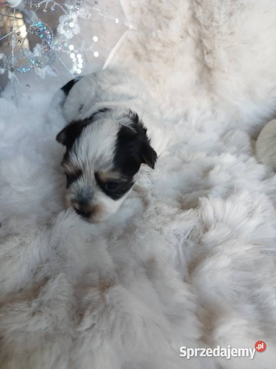 Morkshire terrier Kraków