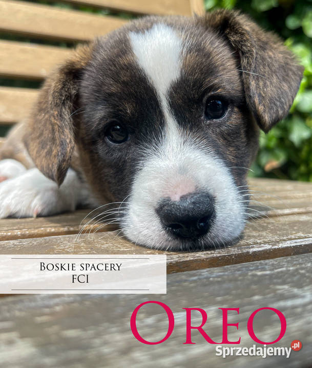 OREO FCI Welsh Corgi Cardigan Championachdomowa Poznań