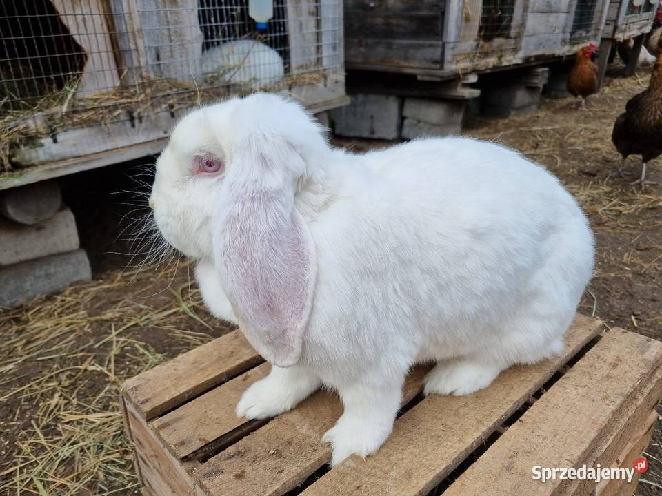 Króliki Baran francuski biały mazowieckie